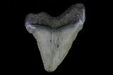 Juvenile Megalodon Tooth - Georgia #75374-1